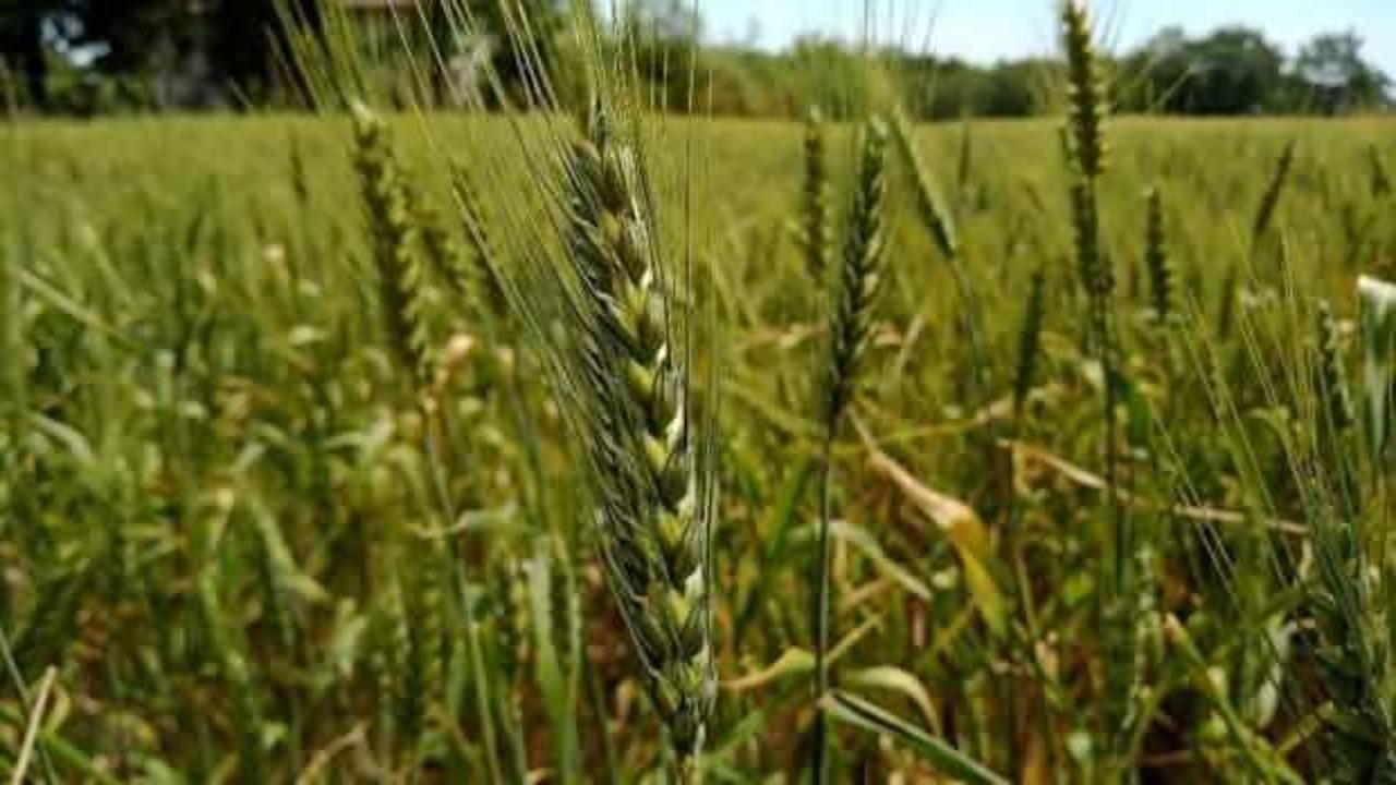 Yüksek verime sahip yerli ve milli ekmeklik buğday tohumu çeşidi ''Kirve'' tescil edildi