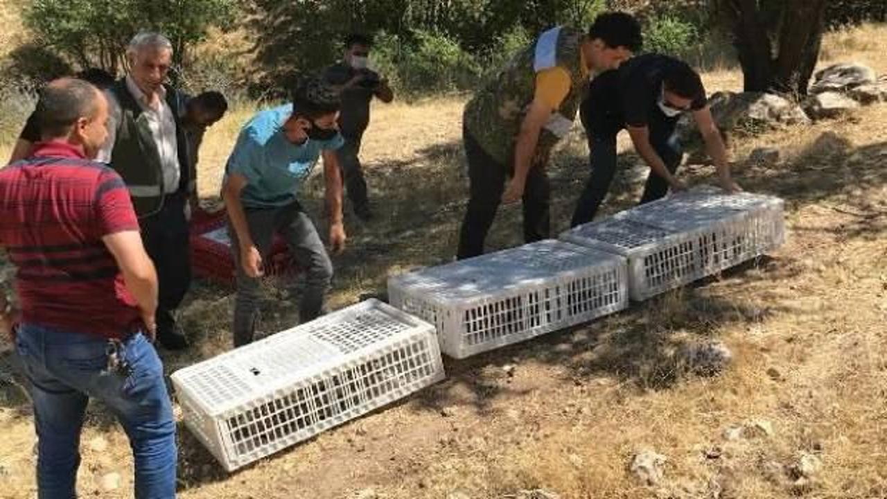 1000 kınalı keklik doğaya bırakıldı