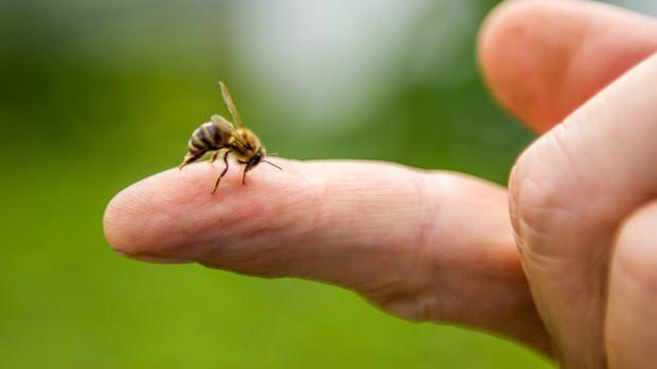 Arı sokmasına ne iyi gelir? Arı sokmasına sirke iyi gelir? Aloe vera ile arı sokması tedavisi