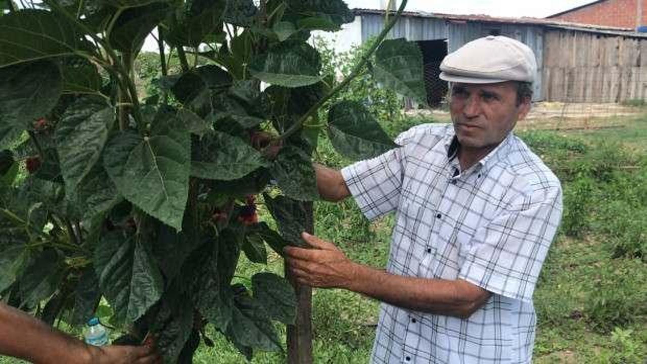 Bu dut ağacını g&ouml;renler şaşkına d&ouml;n&uuml;yor