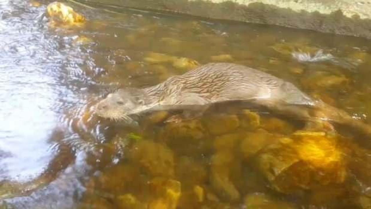 Bursa'da yıllar sonra su samuru g&ouml;r&uuml;nt&uuml;lendi