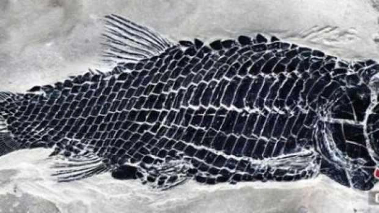 Çin’de 244 milyon yıl öncesine ait balık fosili bulundu