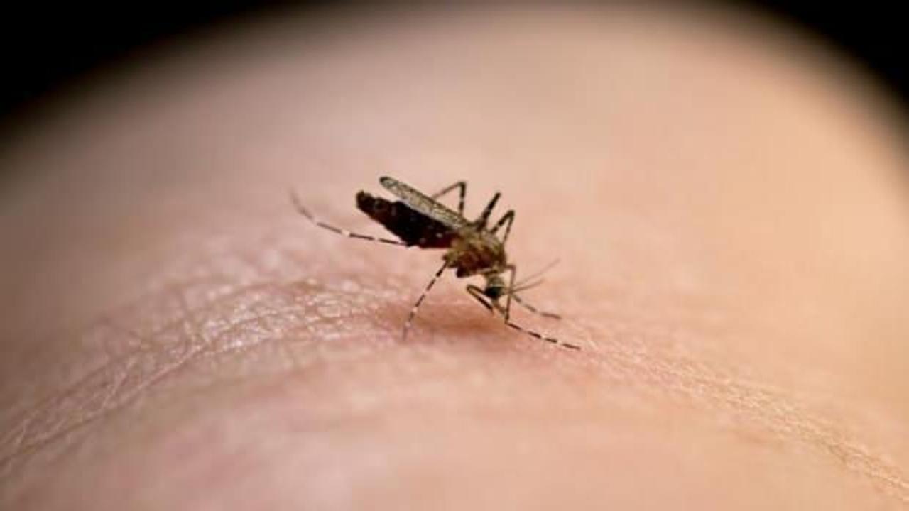 Sivrisineklerin koronavirüsü taşıyıp bulaştırmadığı kanıtlandı