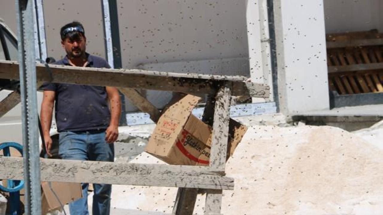 Yüzlerce bal arısı apartman inşaatını bastı