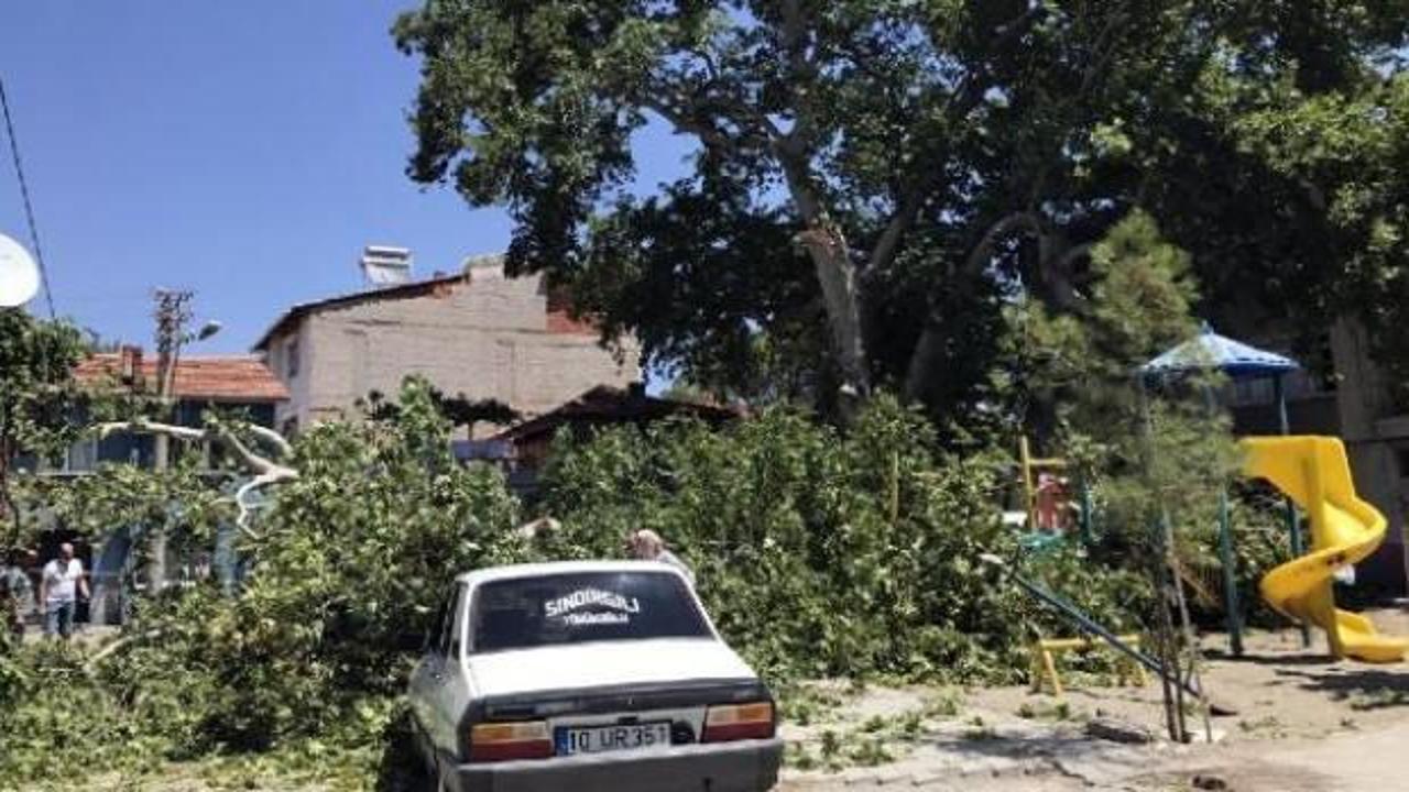 650 yıllık &ccedil;ınar ağacı otomobillerin &uuml;zerine devrildi
