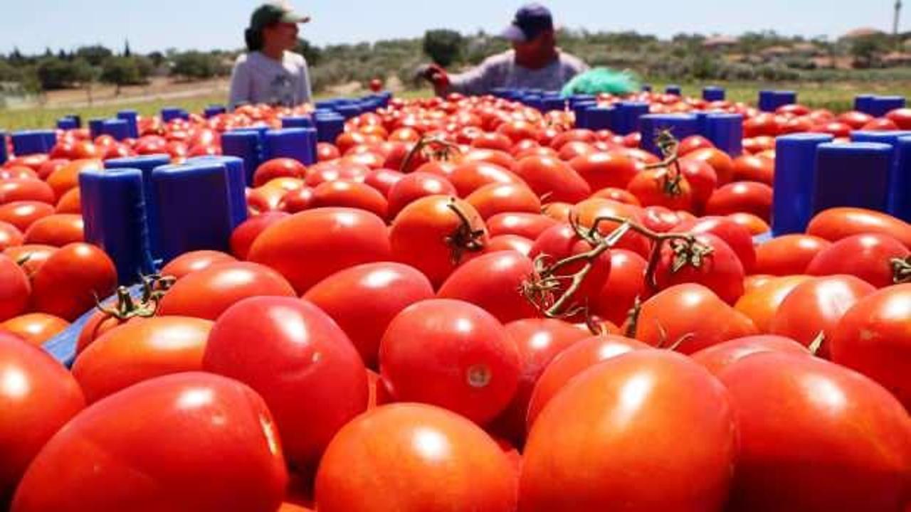 Çanakkale domatesinde hasat zamanı