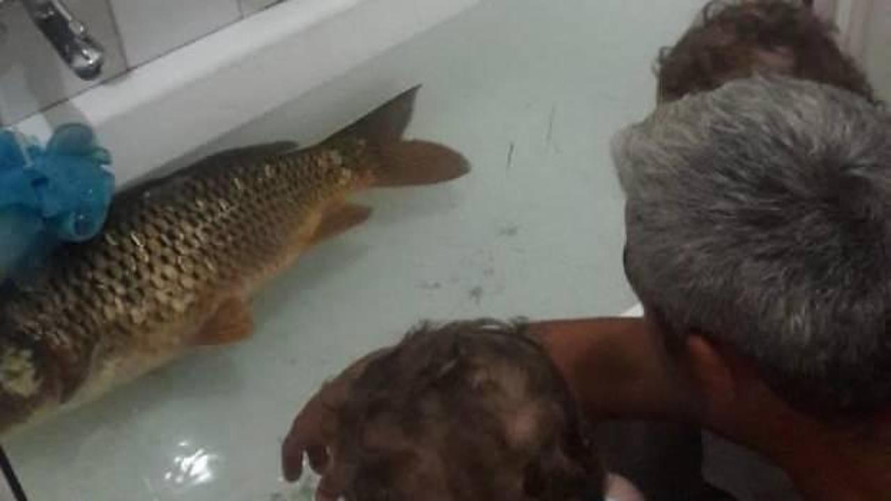 Yakaladığı 11 kiloluk sazanı k&uuml;vete koydu