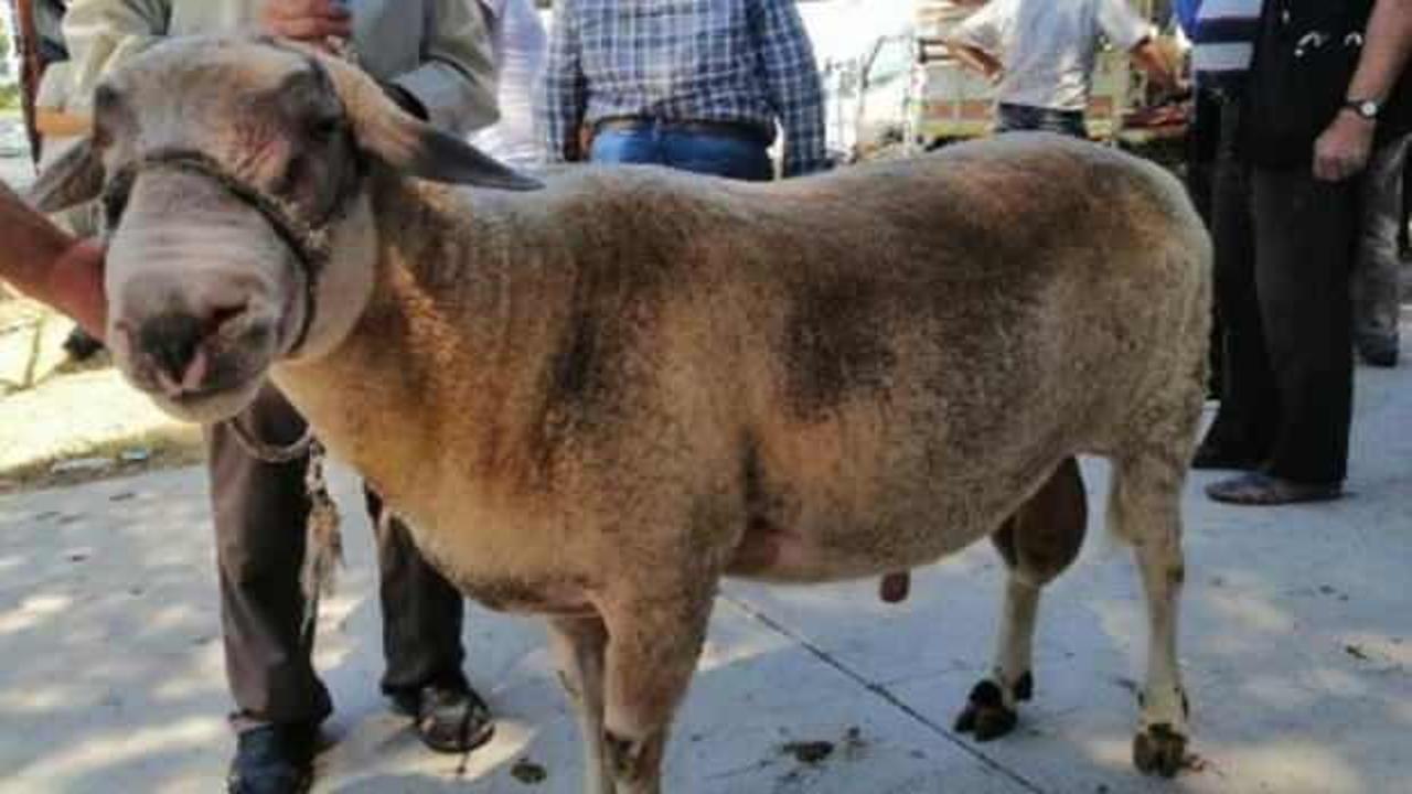 150 kiloluk kurbanlık ko&ccedil;, 4 bin 500 TL'ye satışa &ccedil;ıkarıldı