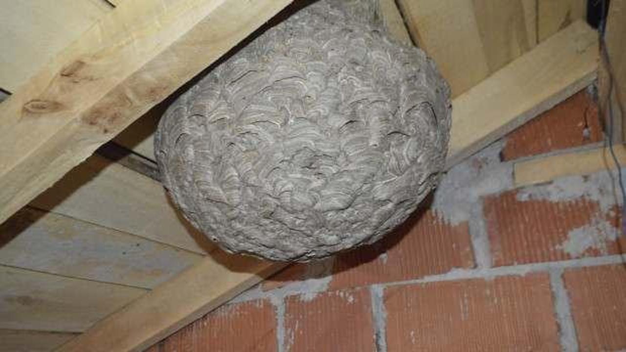 Arıların &ccedil;atı arasına yaptığı dev yuva şaşırttı