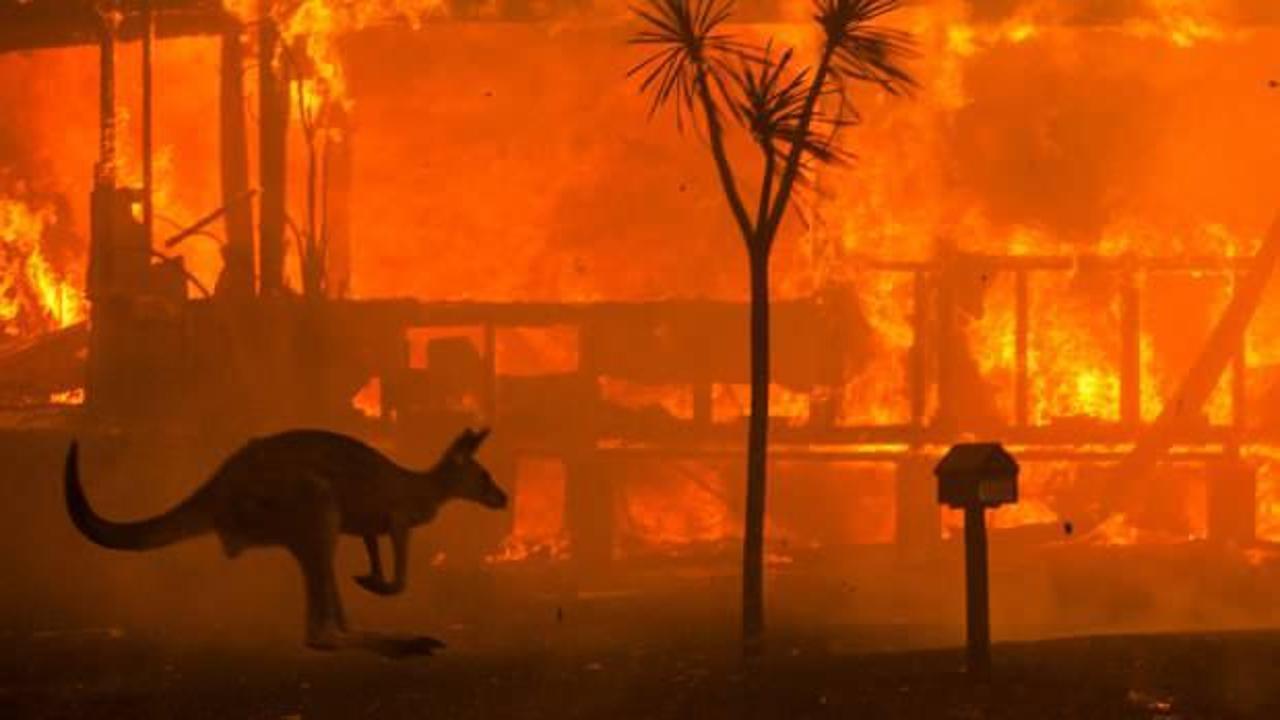 Avustralya yangınları milyarlarca hayvanı telef etti