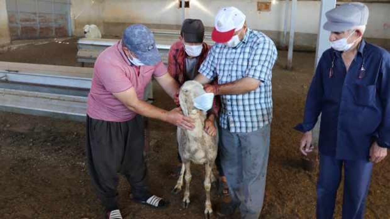 Kurbanlık koyunlar maske takılarak kurban edildi