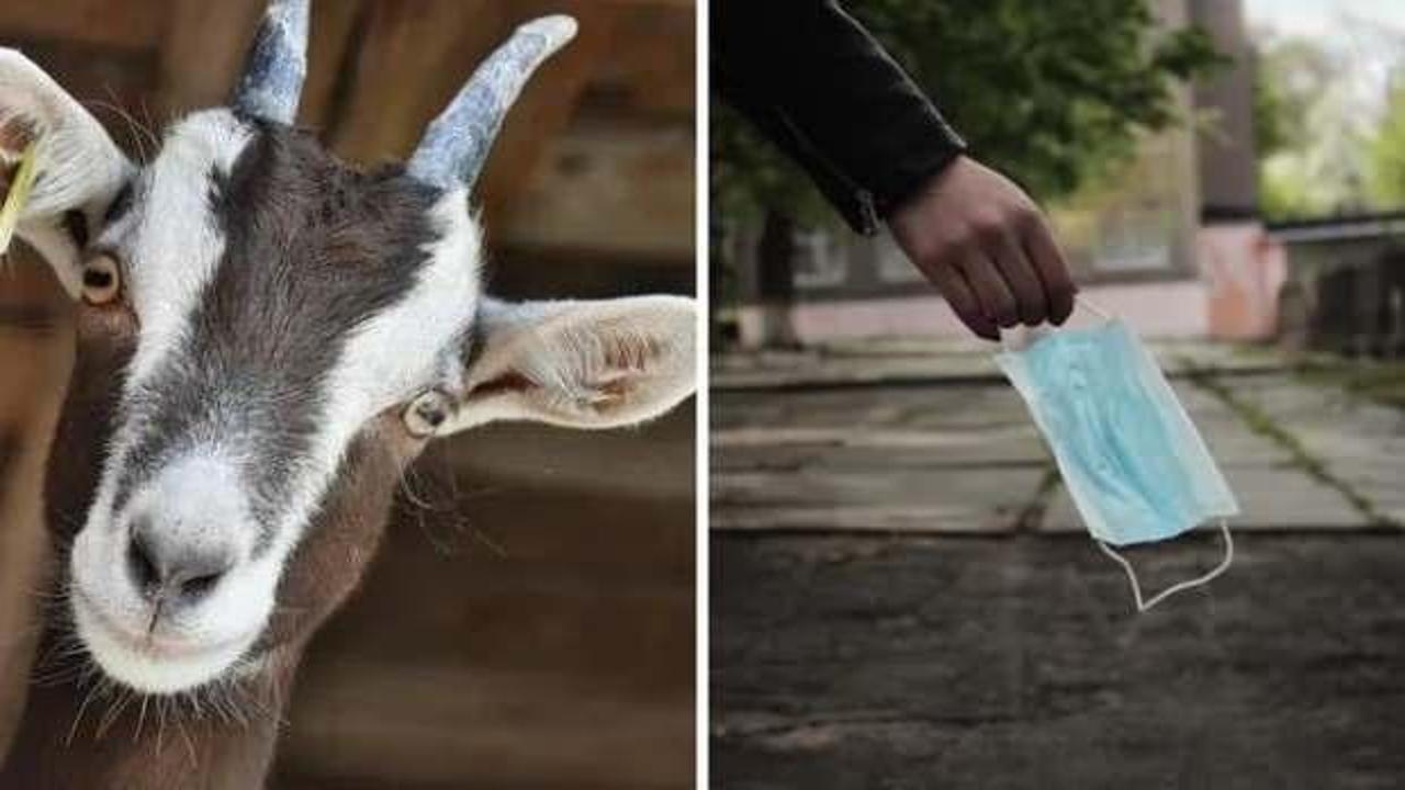 Polisin savunması yok artık dedirtti! Maske takmayan keçiye gözaltı şoku