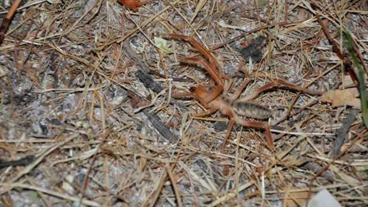 Sarıkız örümceği Malatya'da tedirgin ediyor