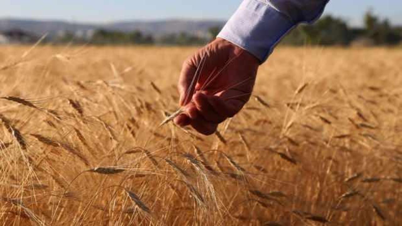 Buğdayda stokçulara 'müdahale' uyarısı