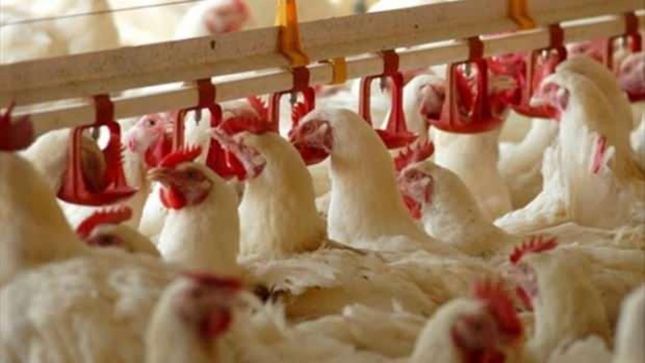 Brezilya'dan Çin'e gönderilen tavuk kanatlarında Kovid-19 bulundu