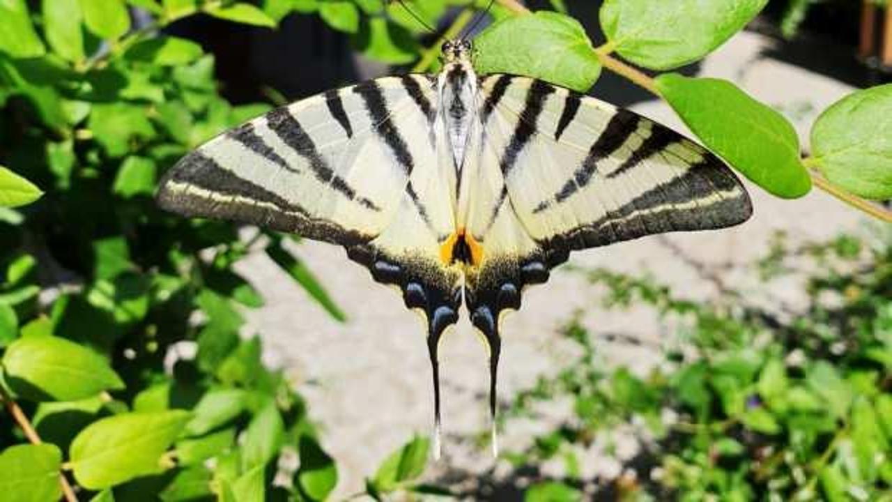 &Ccedil;atal kuyruklu kelebek! İlgi odağı oldu