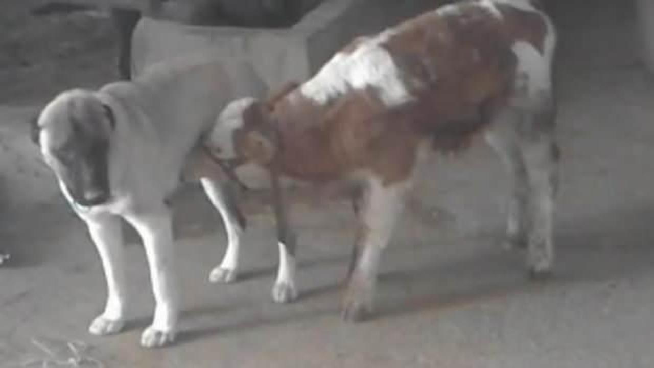 Danayı emziren kangal köpeği görenleri şaşırtıyor