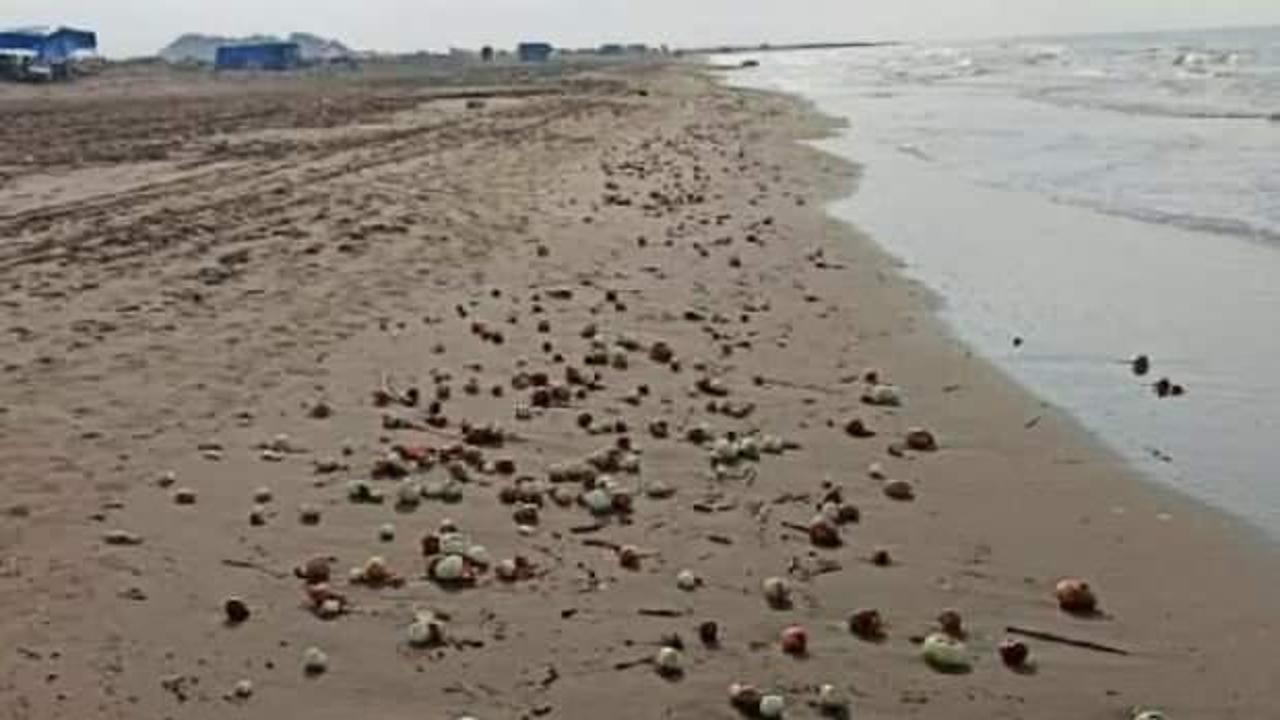 Sahile vuran yüzlerce soğan görenleri şaşırttı