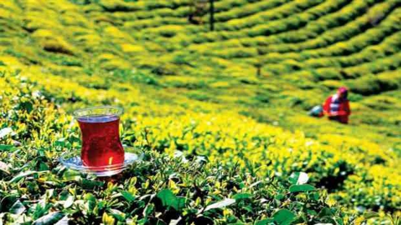 Türk çayı ihracatı yüzde 43 arttı