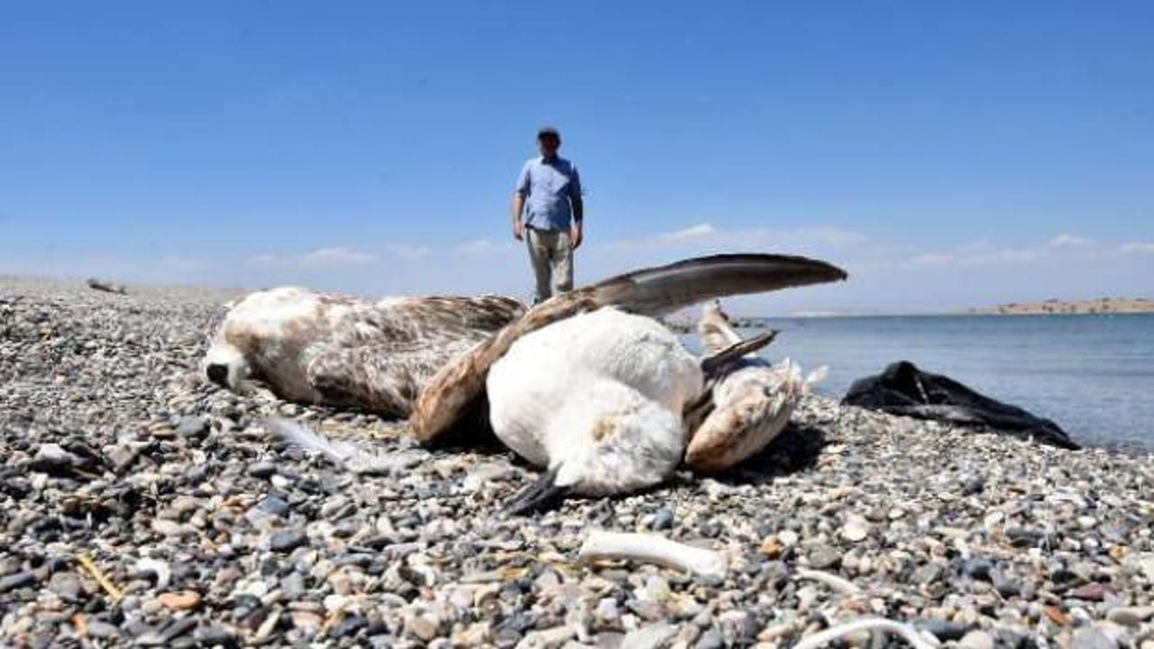 Van'daki martı &ouml;l&uuml;mleri tedirgin ediyor