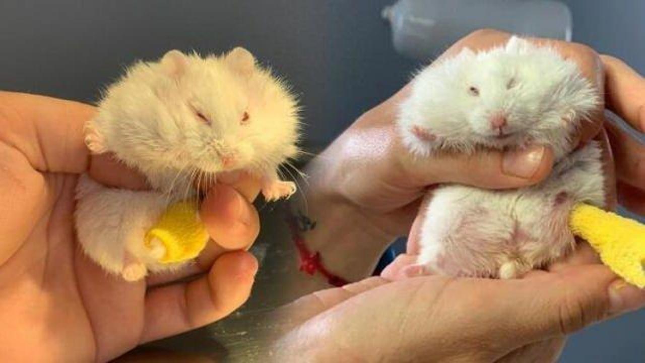  25 gramlık hamster 'Böğürtlen'e pim takıldı