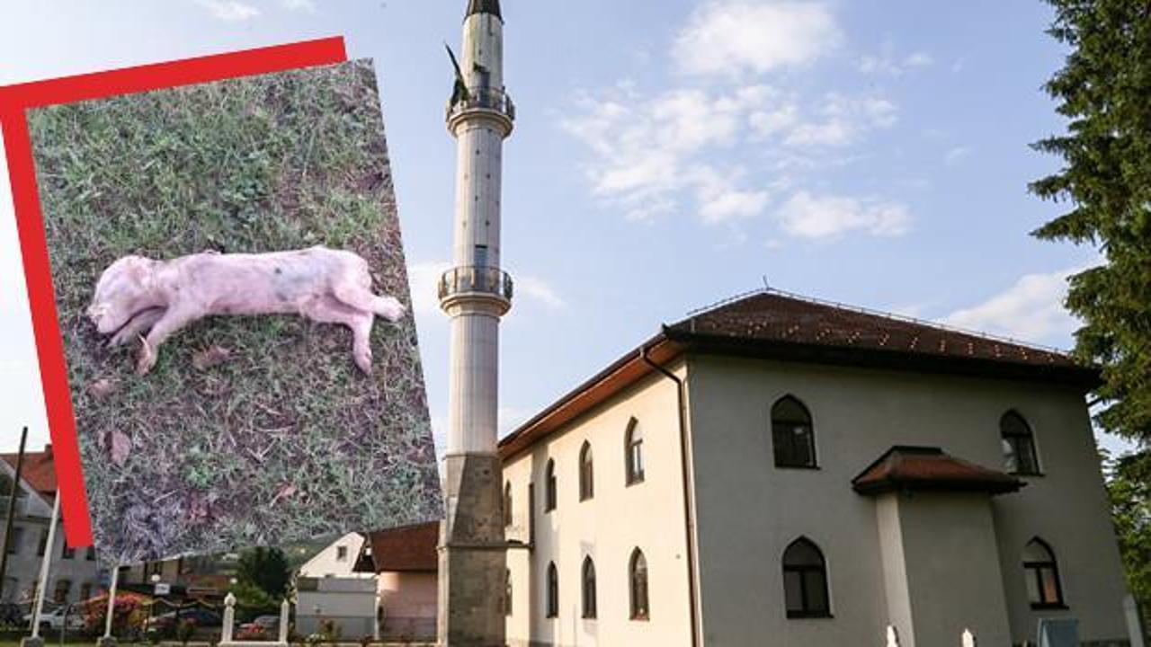 Bosna Hersek'teki bir camiye çirkin saldırı! Domuz leşi bıraktılar