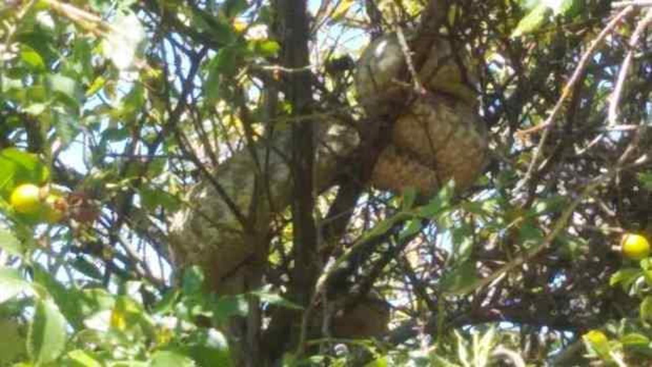 D&uuml;nyanın en zehirli yılanlarından koca engerek Malatya'da g&ouml;r&uuml;ld&uuml;