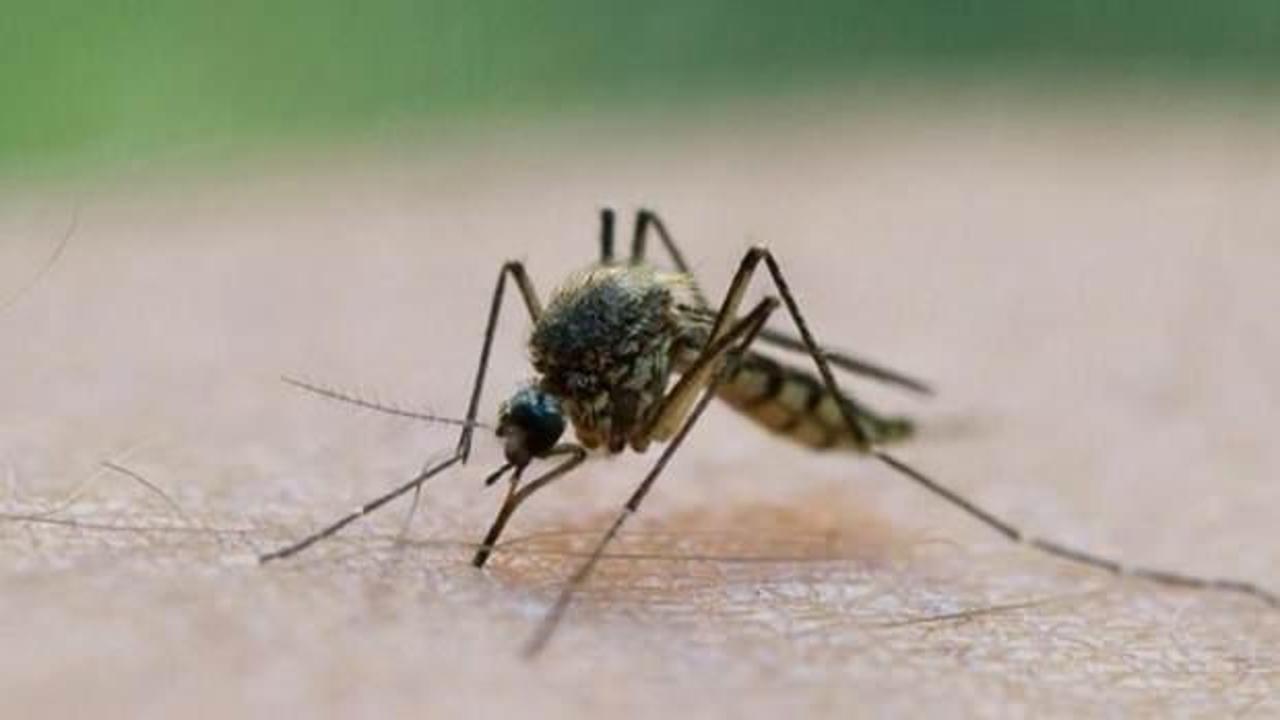 Birçok hayvan telef oldu, insanları da kör ediyor: Kan emici sinekler tehlike saçıyor