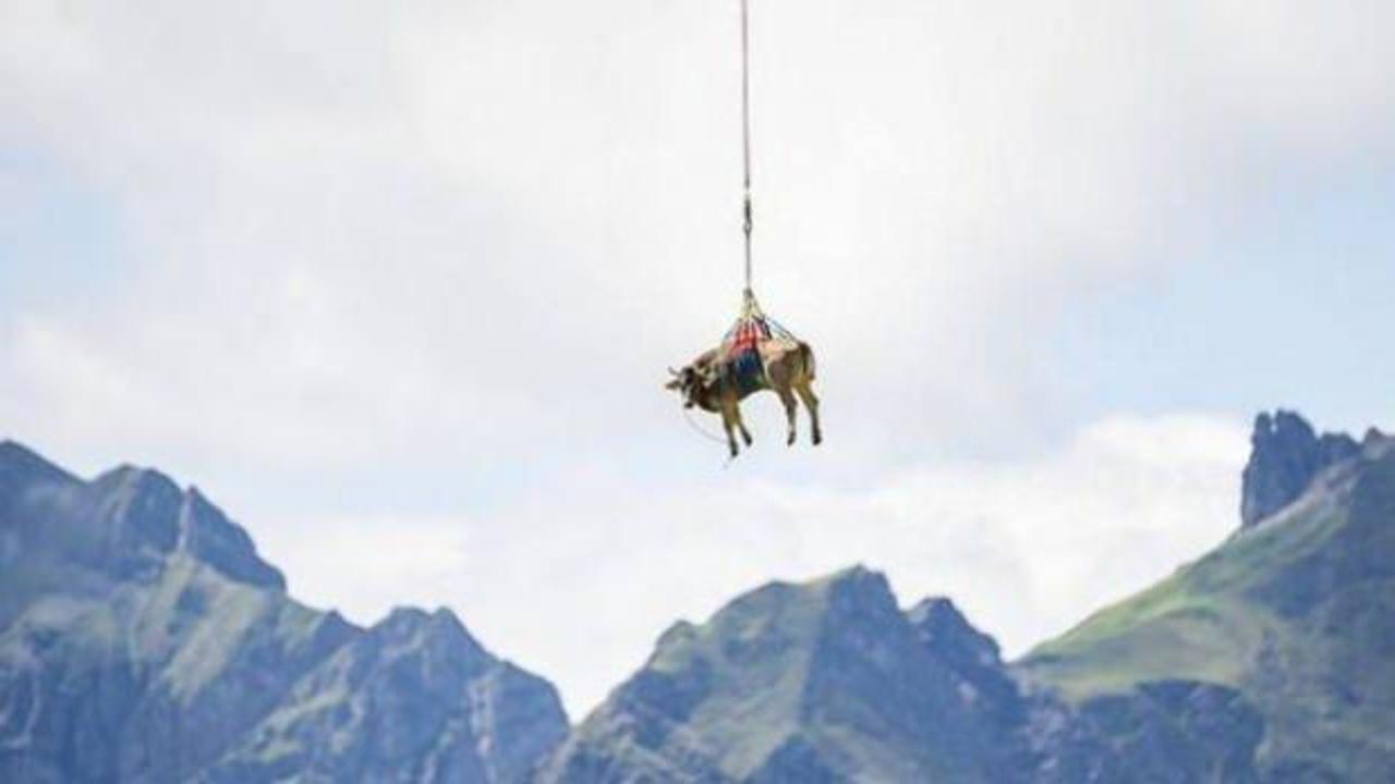 İsviçre Alplerinde yaralanan inek helikopterle taşındı
