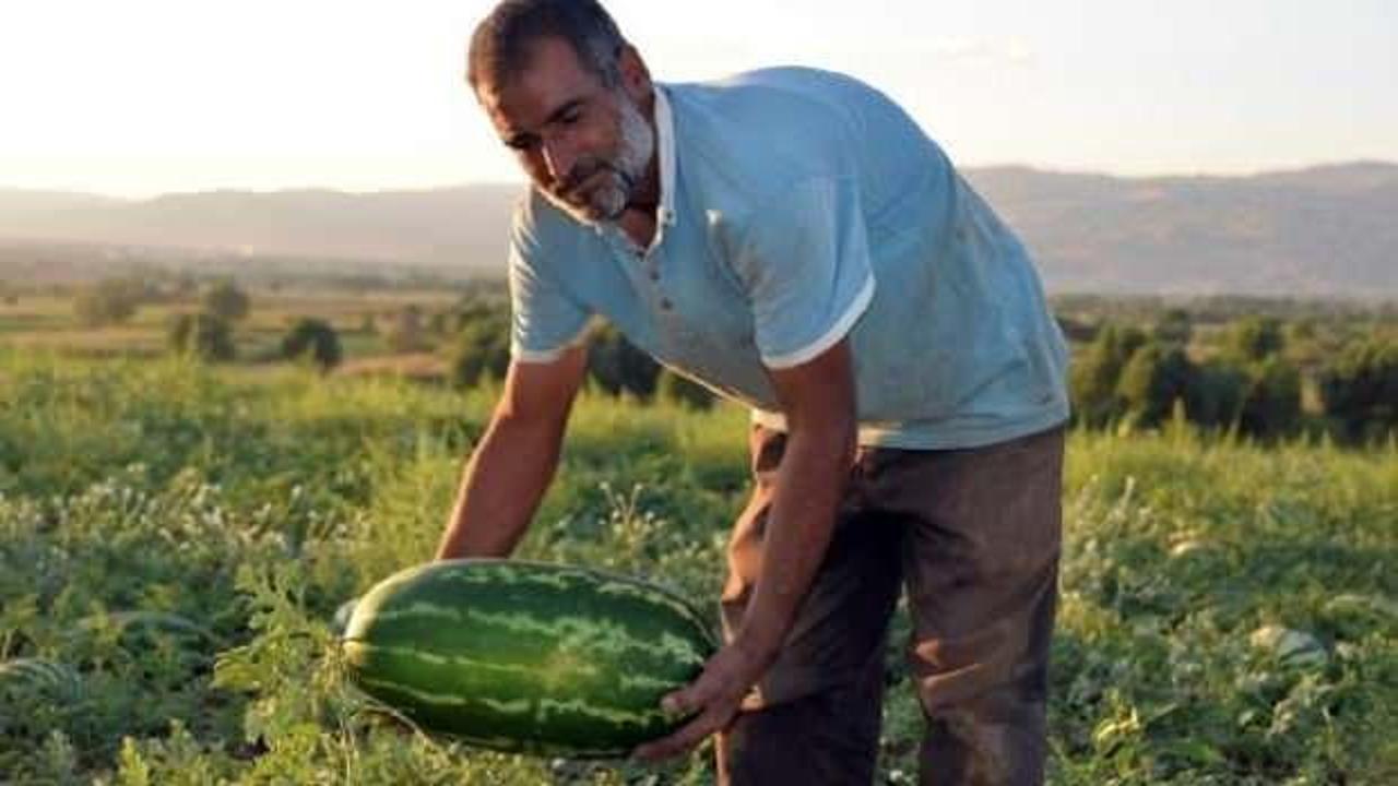 Karpuz tarlasında doğdu, yetiştirdiği karpuzlarla ailesinin ge&ccedil;indiriyor