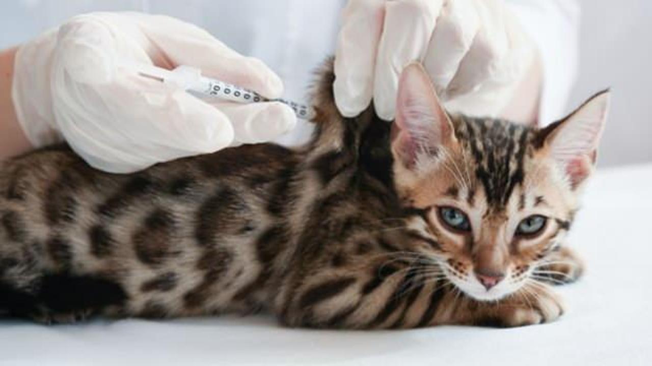 Koronaya karşı kedi ilacı! Virüsü durdurdu!