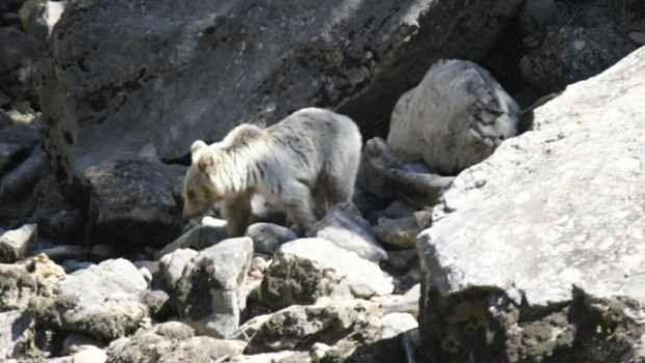Tunceli'de yavru ayılar beslenirken görüntülendi