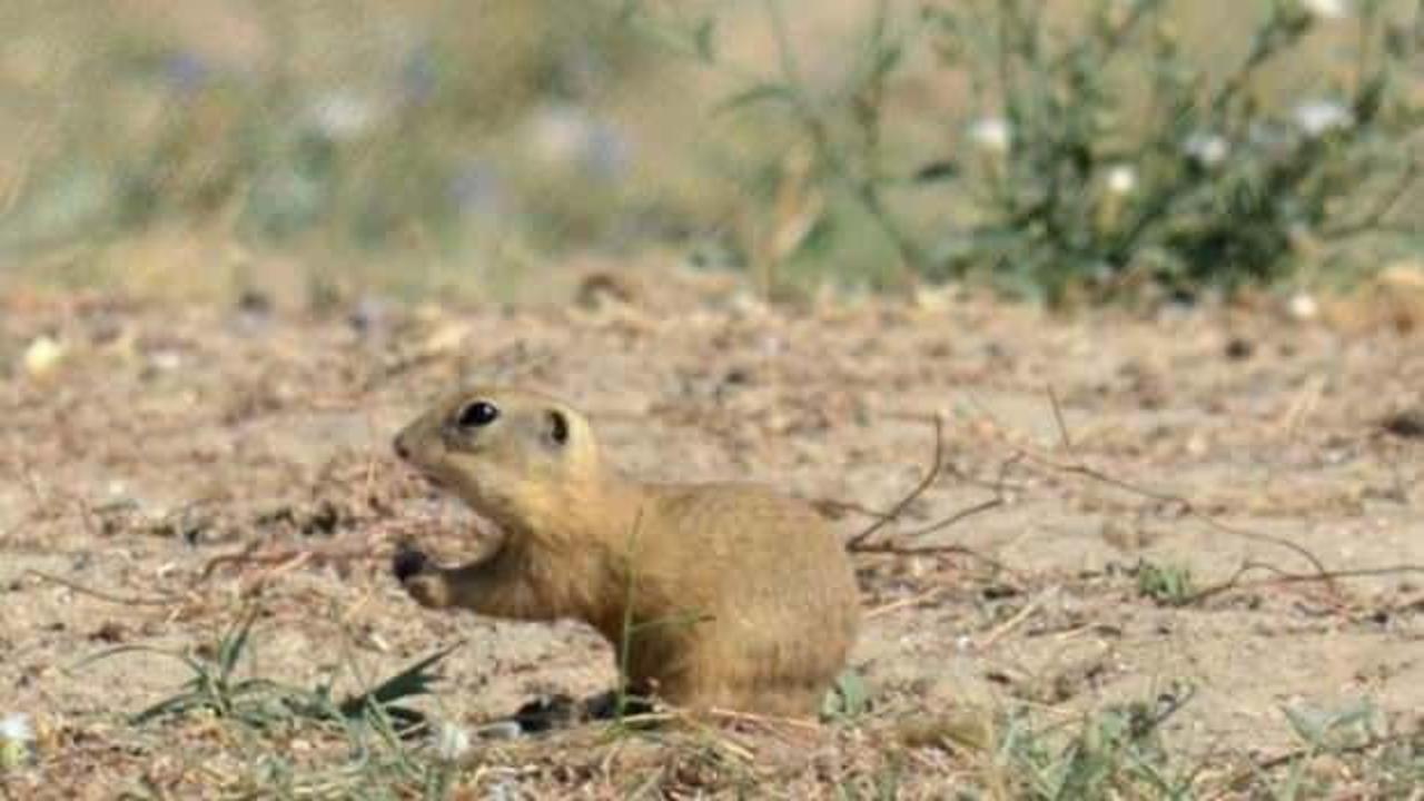 Yiyecek arayan 'yer sincapları' tatilcilerin ilgisini &ccedil;ekiyor