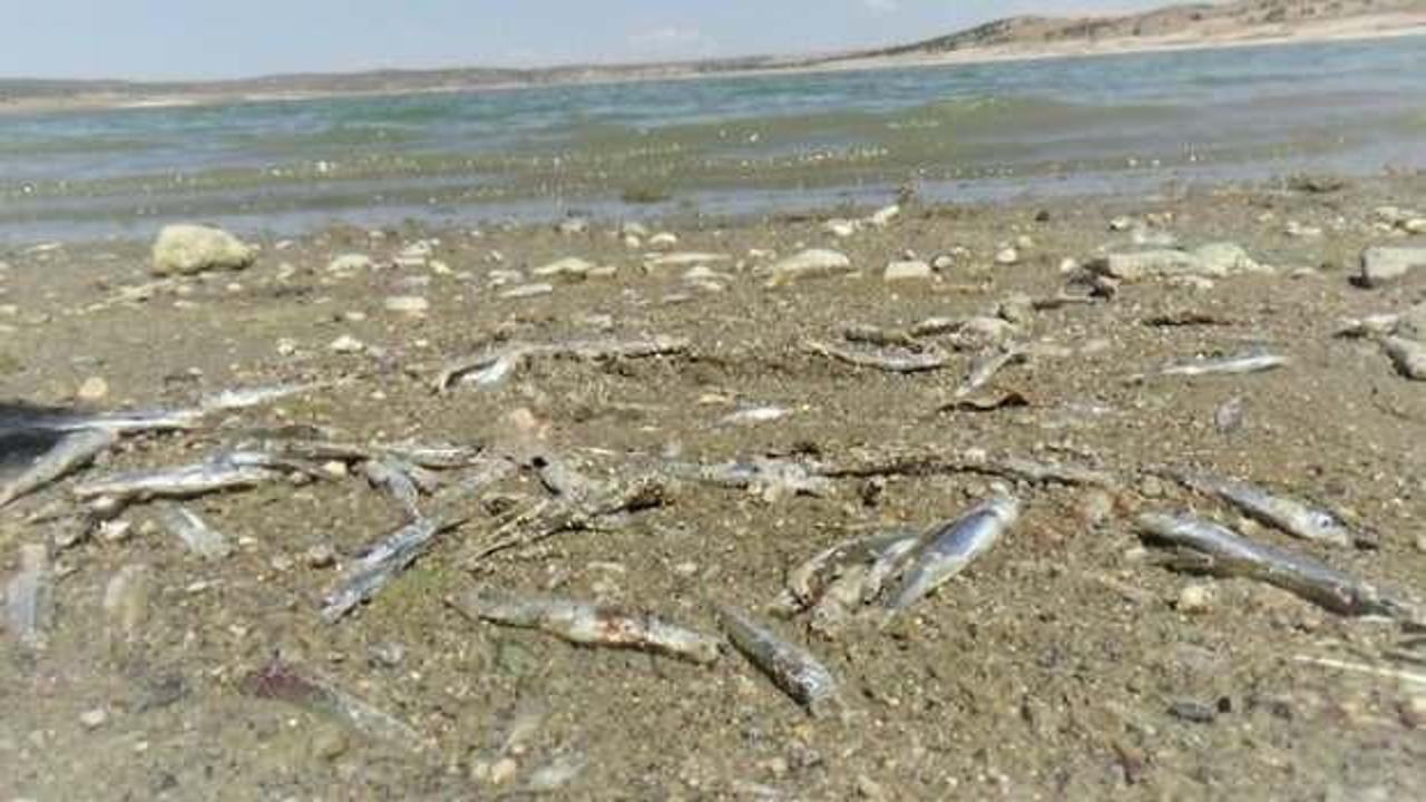 Barajda sular çekildi, binlerce balık sıcaktan öldü!