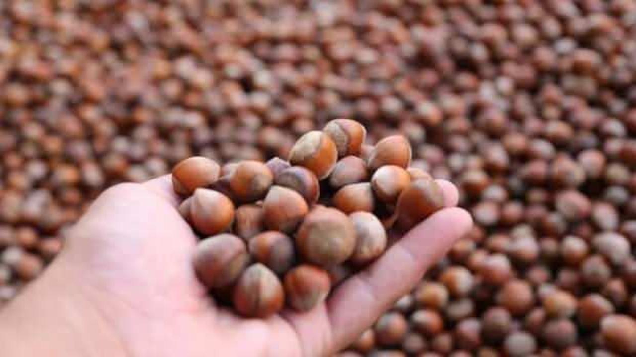 Fındık ihracatında cumhuriyet tarihinin rekoru kırıldı