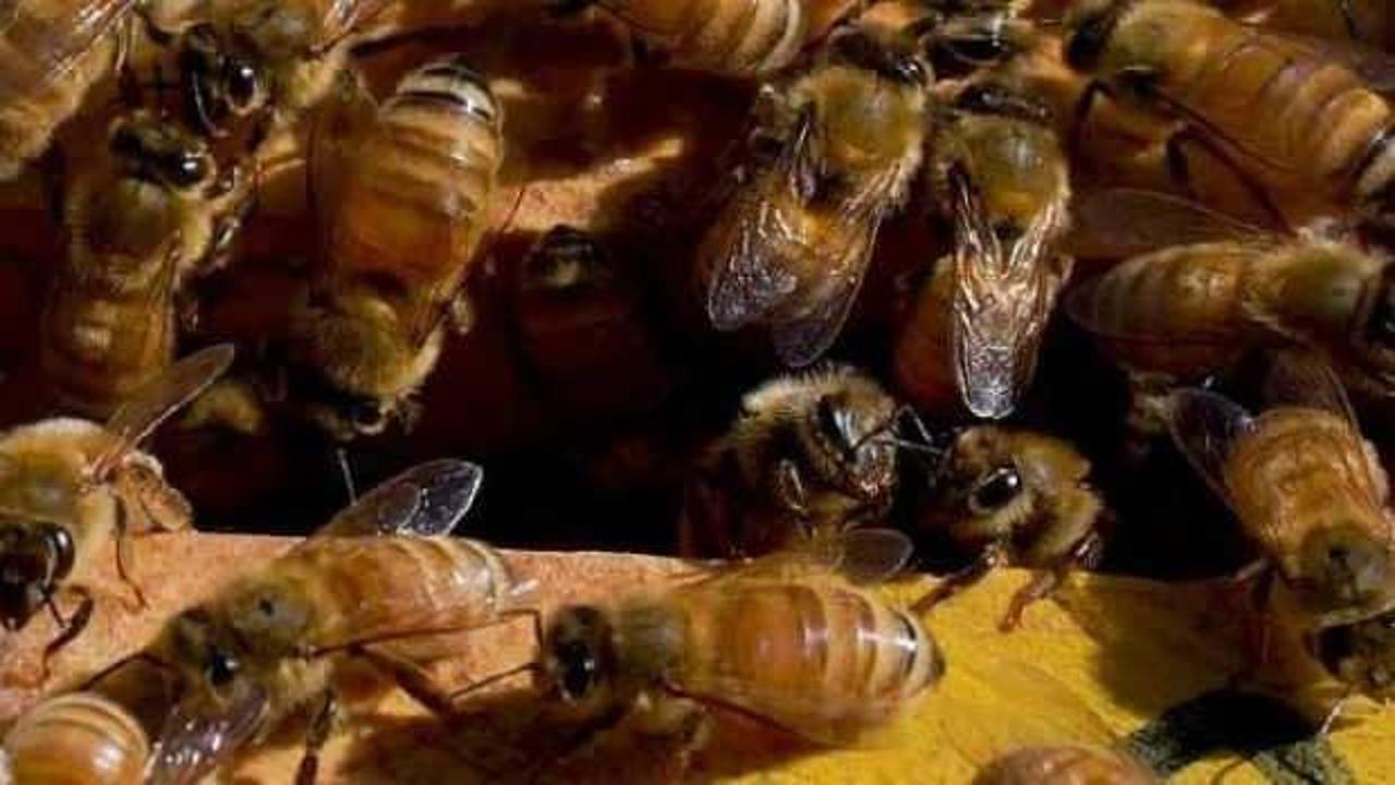 Meme kanserine karşı 'bal arısı zehri' buluşu  