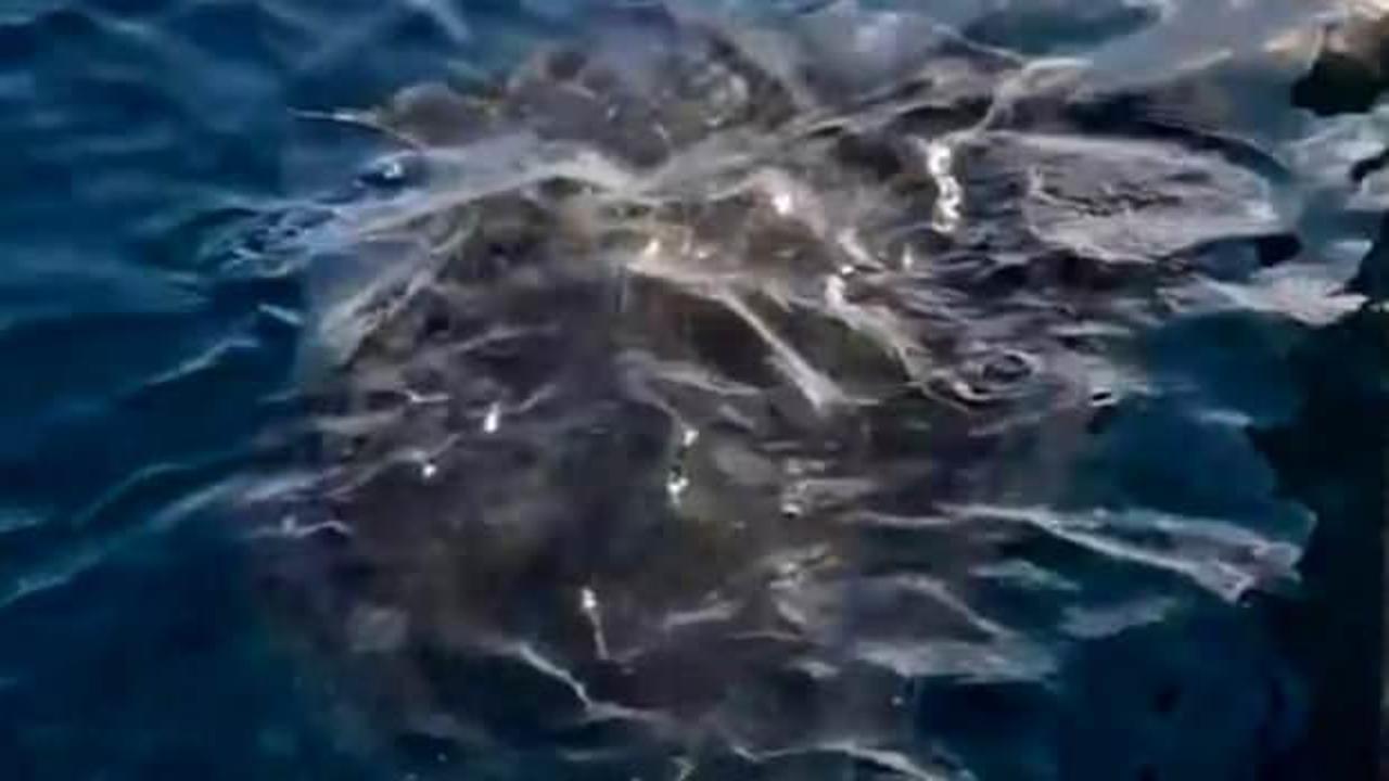 Önemli uyarı: Dev vatoz balığı, büyük tehlike oluşturabilir