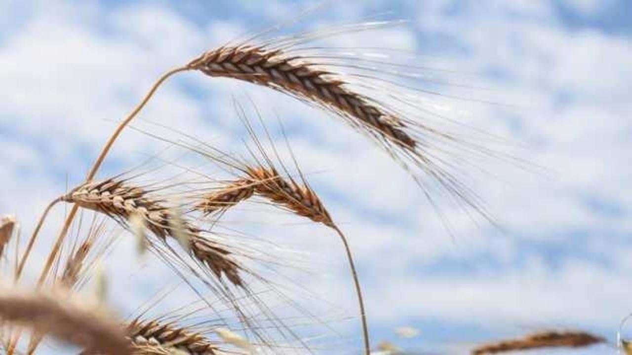 TMO buğday ve arpa fiyatlarını açıkladı