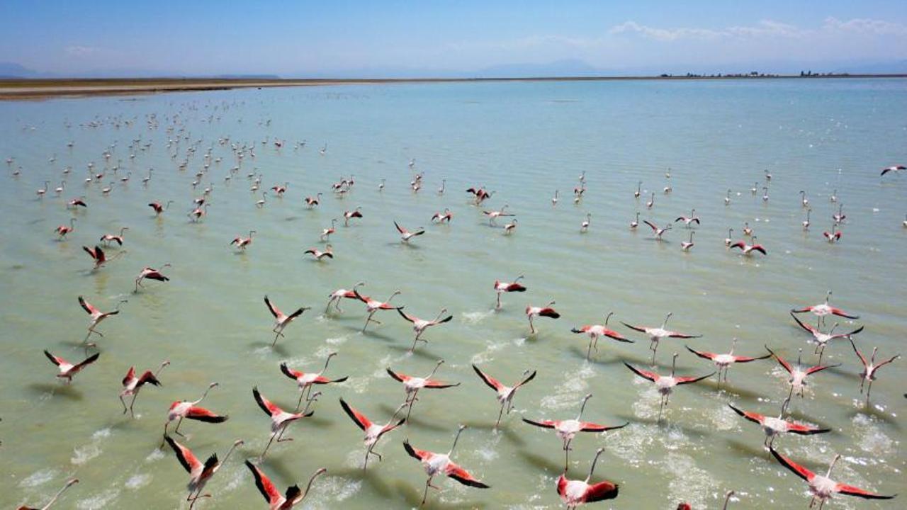 Flamingoların Bitlis durağı Arin G&ouml;l&uuml;