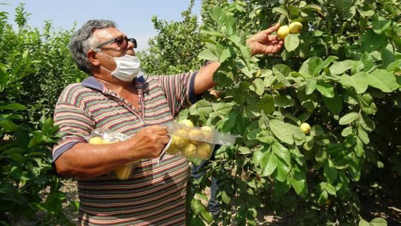 Hediye fidanla başladı,Türkiye'nin dört bir yanına guava satıyor