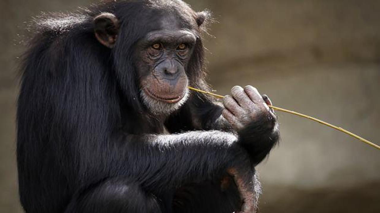 İsviçre maymunlara "temel hak" verilmesi için referanduma gidiyor