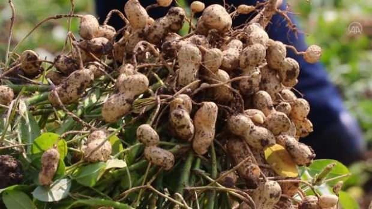 Yerli ve milli "Ayşehanım" yer fıstığı tohumu ABD'ye rakip olacak