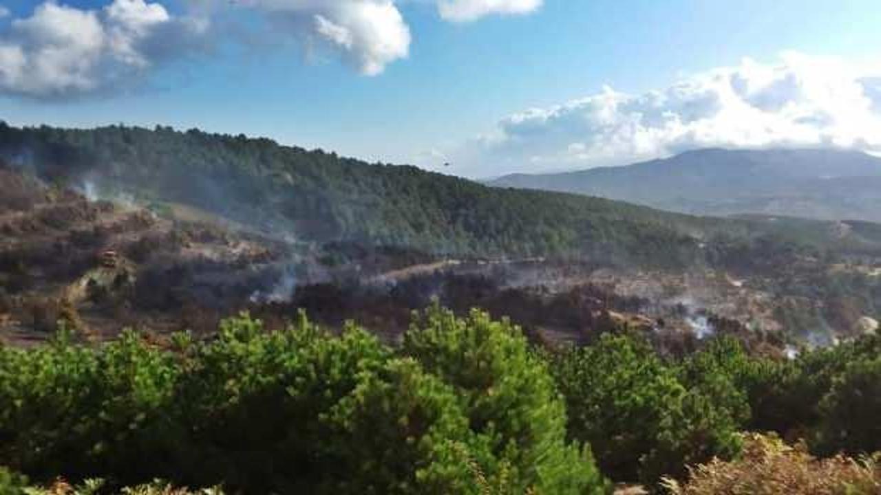 Bergama'dan yayılan yangında 100 hektar orman kül oldu
