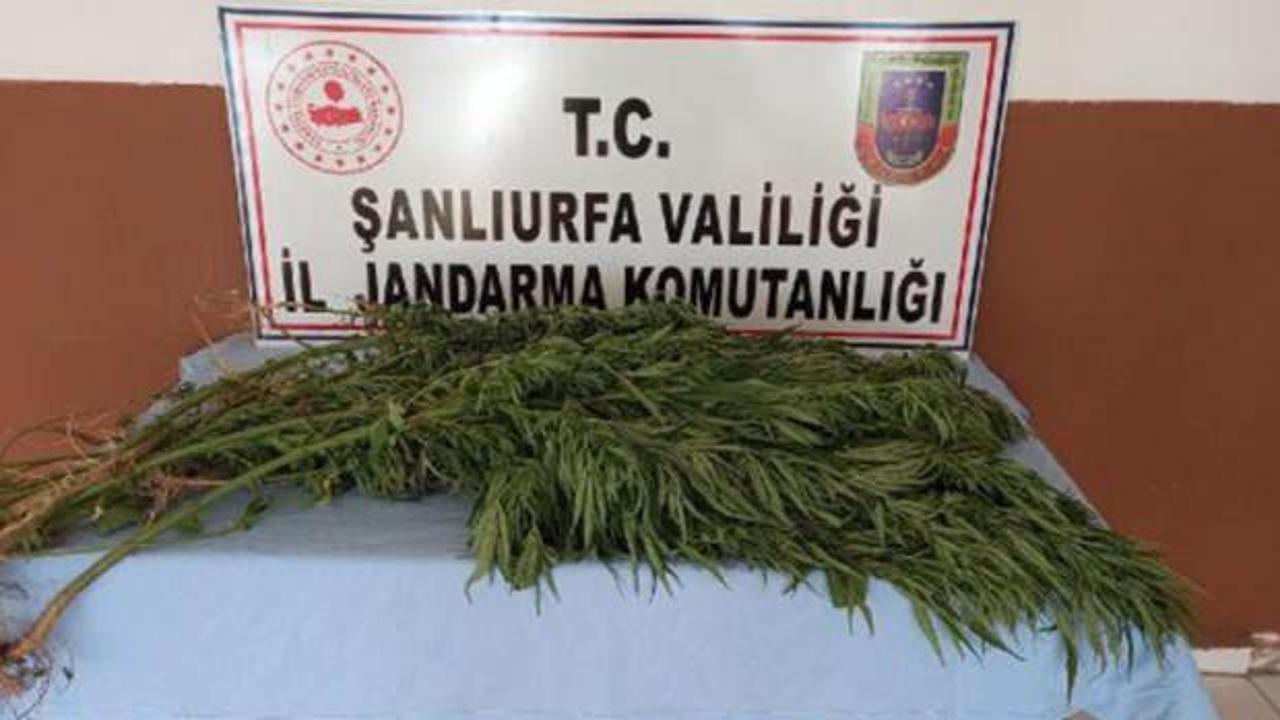 Şanlıurfa’da uyuşturucu operasyonu: 2 tutuklama