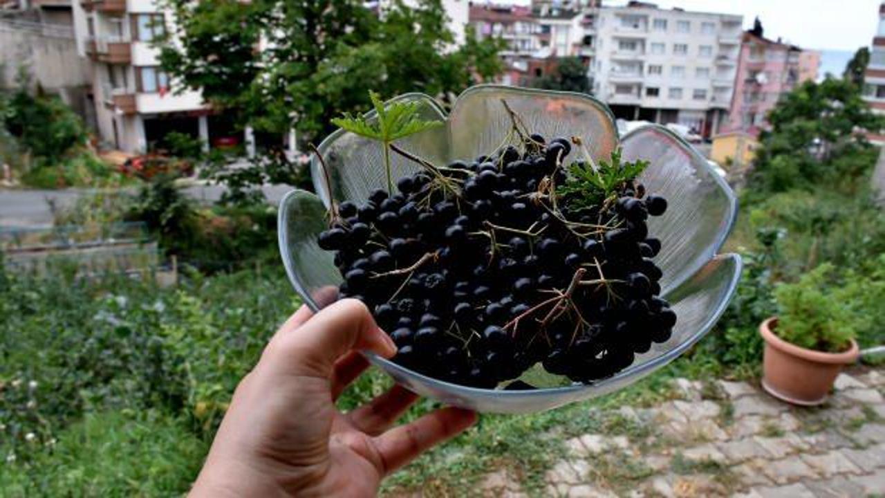 "Süper meyve" Trabzon'da üreticilerin gelir kapısı olacak