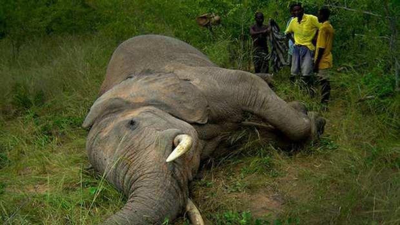 Gizemli hastalık hızla yayılıyor: 34 fil hayatını kaybetti