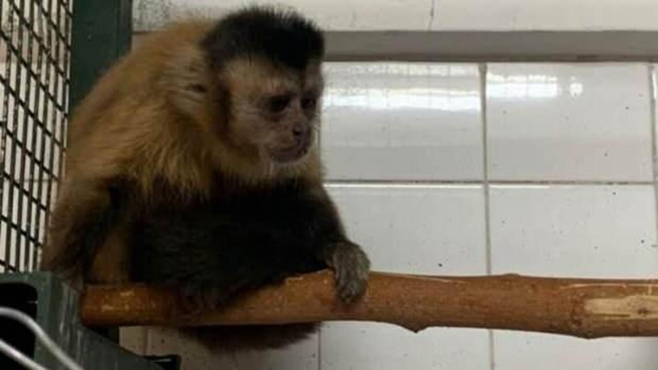 Hayvanat bah&ccedil;esinden firar eden maymun elektrik akımına kapıldı