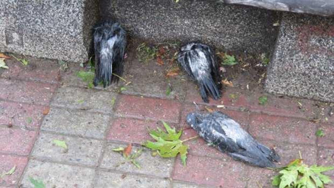 Kadıköy'de dolu nedeniyle kuşlar öldü