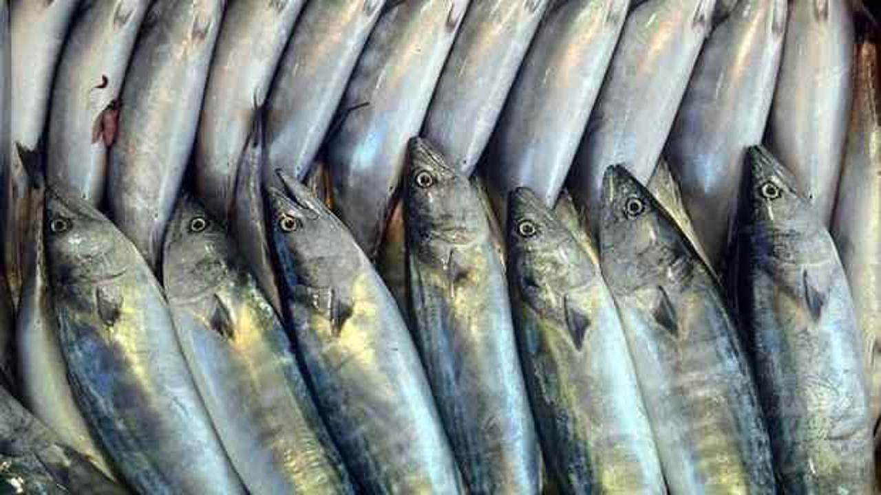 Bolluk yaşanan palamut balığının fiyatı ucuzluyor