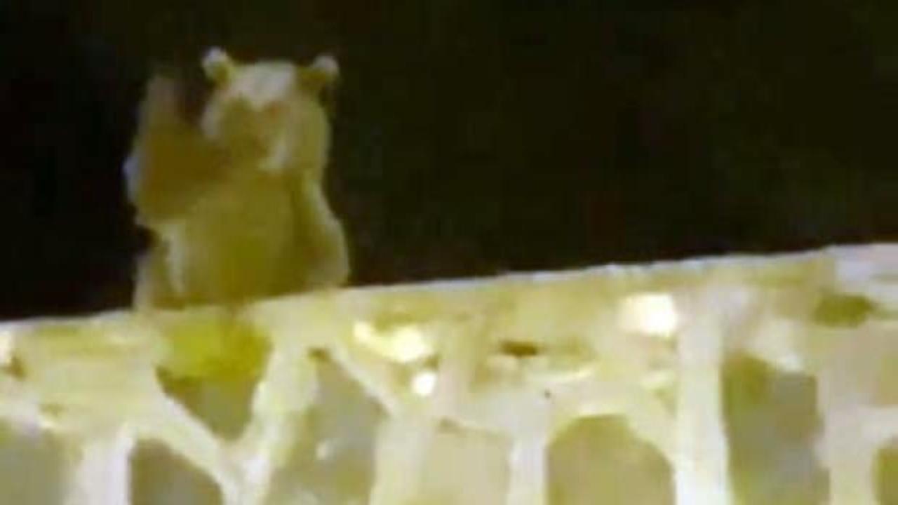 Sarıkamış'ta ilgin&ccedil; anlar: Ayı vatandaşlara el salladı